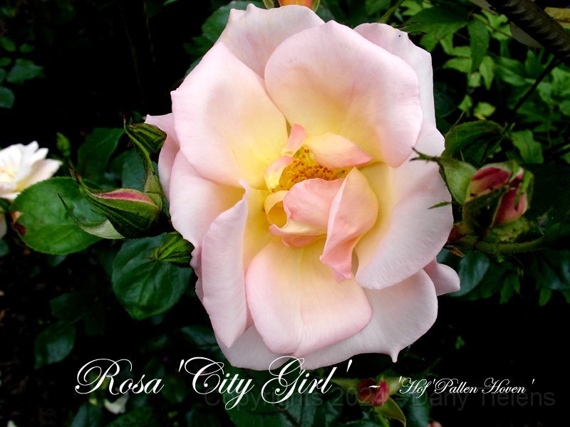 Rosa - City-Girl.jpg